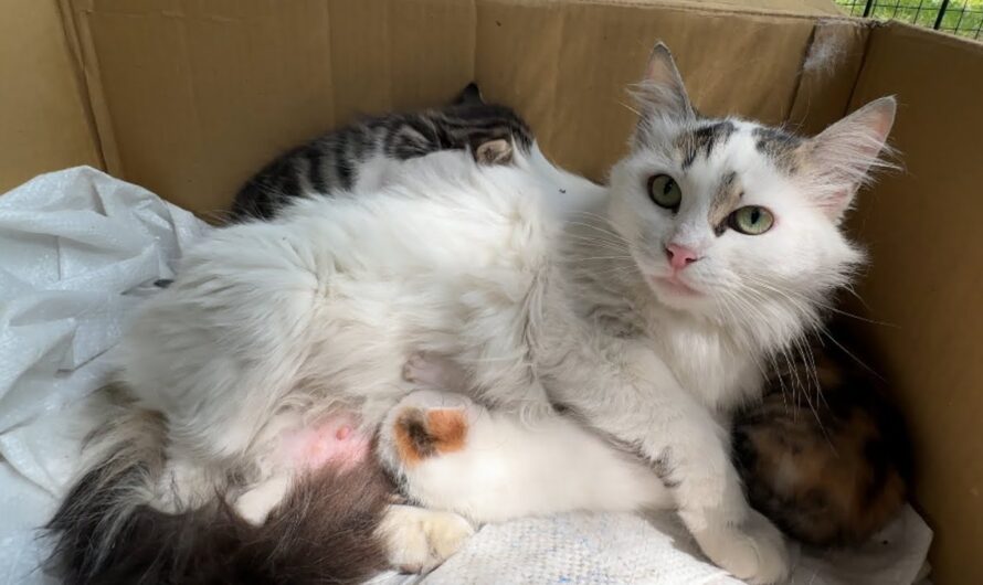 Rescued Mom and Her Three Little Kitten