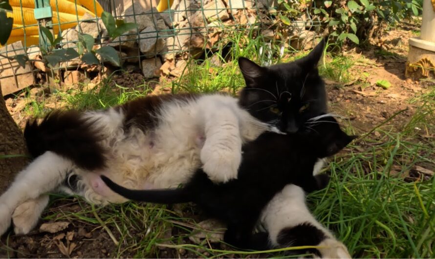 Mom cat carrying her kitty by force because kitten doesn’t wanna go!