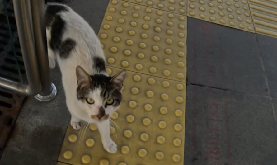 Cat in Metro Station – Followed me for food !