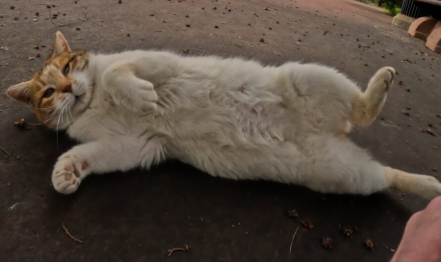 If a cat lies down and shows you their belly, it’s proof of their complete trust